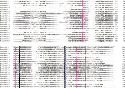 An Antennae-Specific Odorant-Binding Protein Is Involved in Bactrocera dorsalis Olfaction